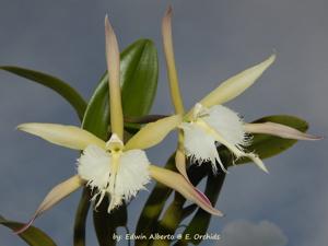 Rhynchodendrum Cabalgata en Verde