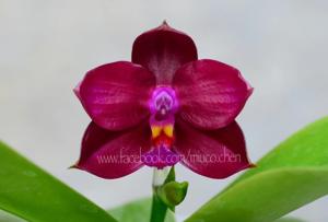 Phalaenopsis Lyndon Coral Bear