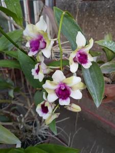 Dendrobium Baby Happy Holidays