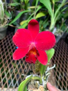 Cattleya Fire Lighter