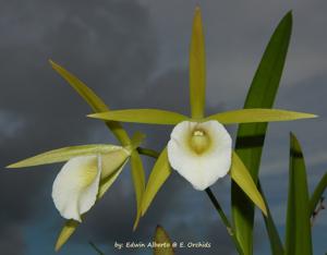 Procatavola Key Lime Stars