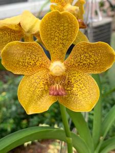 Vanda William Bachschmidt