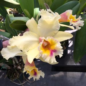 Rhyncholaeliocattleya George King