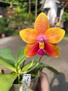 Phalaenopsis amboinensis-Miro Be Queen