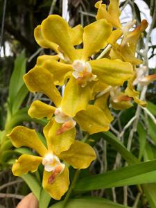 Vanda Hatos Sunshine