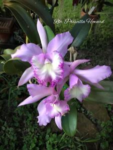 Rhyncholaeliocattleya Priscilla Howard