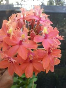 Epidendrum Peach Valley