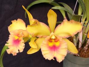 Rhyncholaeliocattleya Acapana