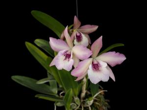 <i>Guarilaelivola</i> Maikai-Sagarik Wax-rubescens