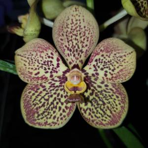 Vanda Jim Krull