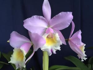 Rhyncholaeliocattleya Moon Miss