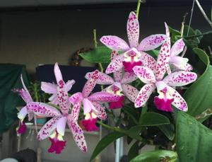 Cattleya Tropical Pointer