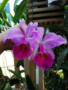 Cattleya Maggie Raphael