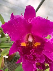 Cattleya Tampico