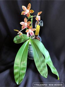 Phalaenopsis venosa-Macassar