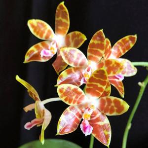 Phalaenopsis venosa-Macassar