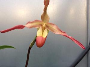Phragmipedium Living Fire