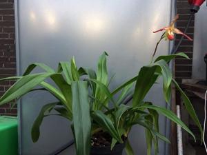 Phragmipedium Living Fire