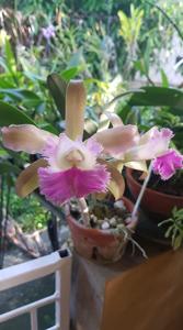 Rhyncholaeliocattleya Alexandra Elisabeth