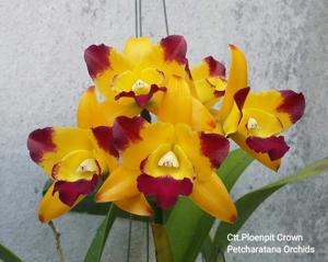 Cattlianthe Ploenpit Crown