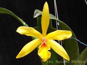 Cattlianthe Brenda Muse