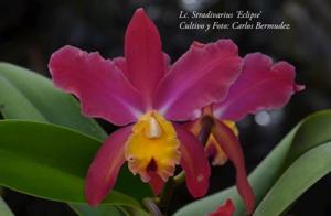 Cattleya Stradivarius