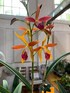 Brassocattleya Ancile Gloudon