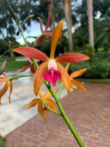 Brassocattleya Ancile Gloudon