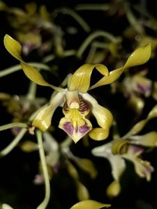 Dendrobium Goldmine