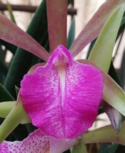 Brassocattleya Brazil Star FCA