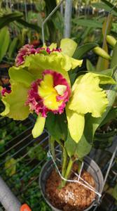 Rhyncholaeliocattleya Chomthong Green