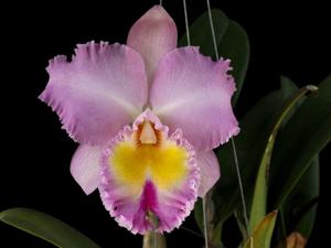 Rhyncholaeliocattleya Pamela Hetherington