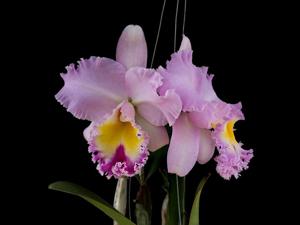 Rhyncholaeliocattleya Pamela Hetherington