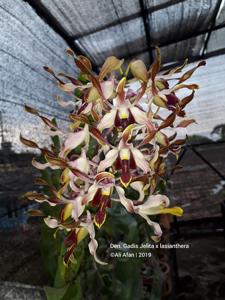 Dendrobium Gadis Jelita-lasianthera