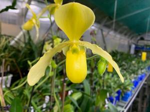 Paphiopedilum Mamie Wilson