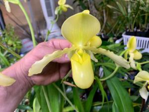 Paphiopedilum Mamie Wilson