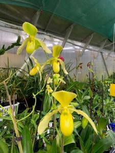 Paphiopedilum Mamie Wilson