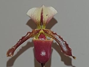 Paphiopedilum Mazurka