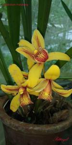 Cymbidium Pratabong