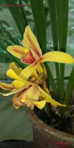 Cymbidium Pratabong