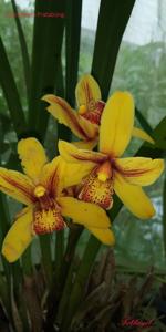 Cymbidium Pratabong