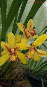 Cymbidium Pratabong