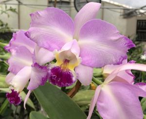 Cattleya Frenchy's Melange