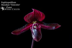 Paphiopedilum Maudiae