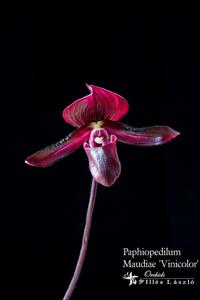 Paphiopedilum Maudiae