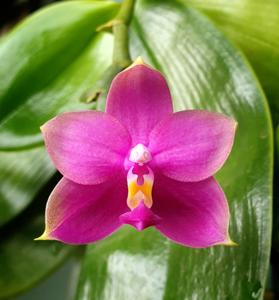 Phalaenopsis Lim Cheen Nyon