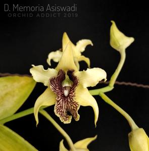 Dendrobium Memoria Asiswadi