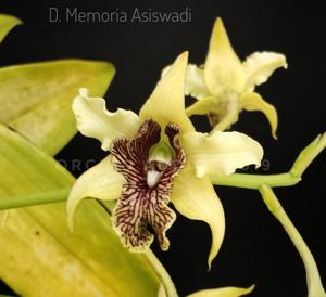 Dendrobium Memoria Asiswadi