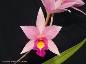 Laeliocattleya Ancibarina