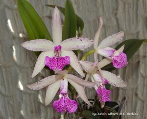 Brassocattleya Beverly Matherne